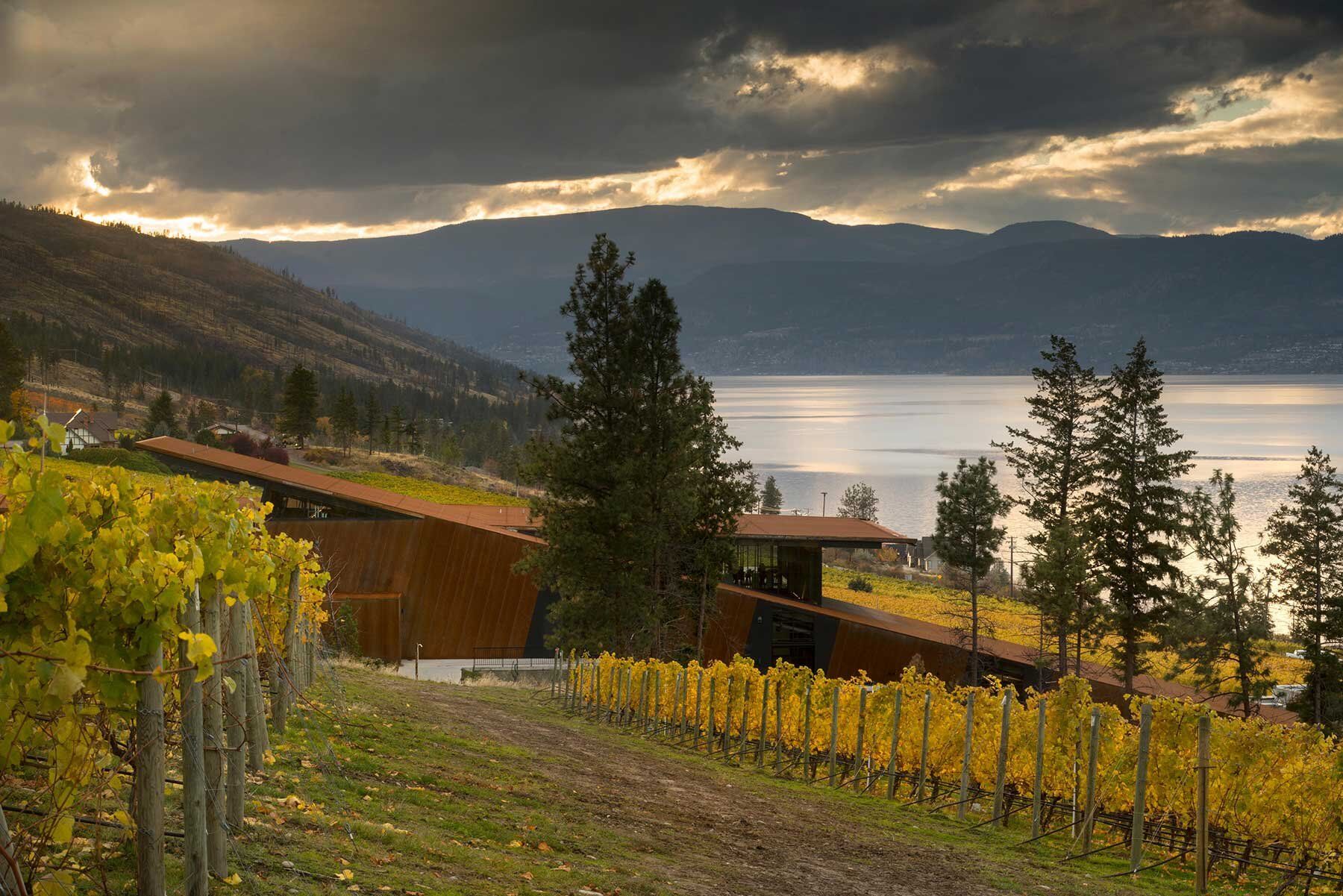 Rows of grapevines descend a hillside toward a low, angular building overlooking a lake and distant mountains beneath dramatic clouds.