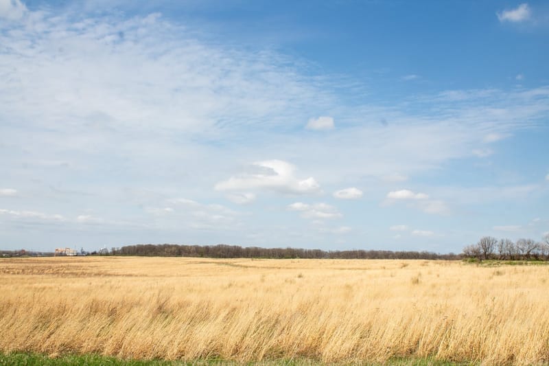 Midewin National Tallgrass Prairie. Photo by Madison Smith