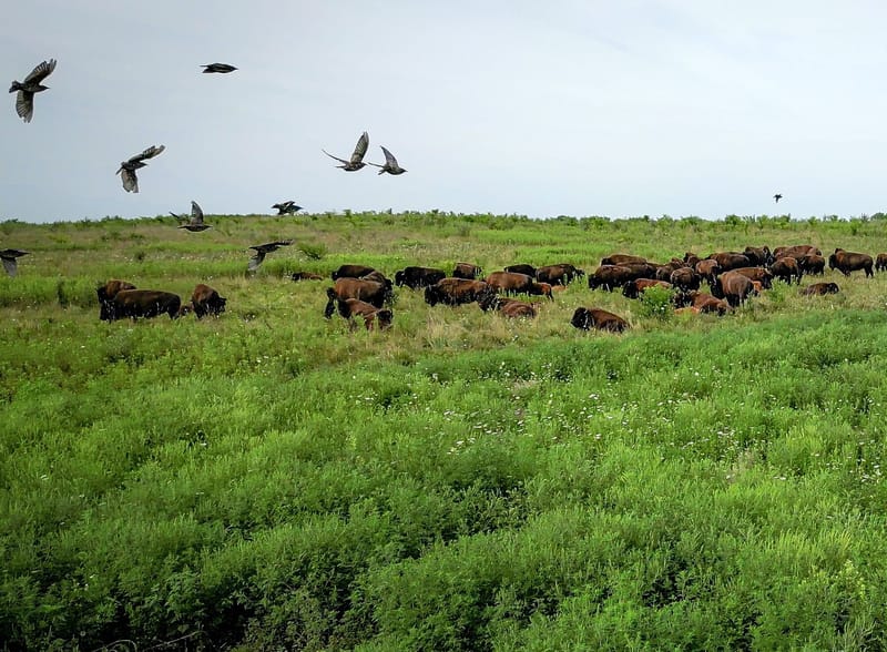 Midewin National Tallgrass Prarie. Photo by Preston Keres, courtesy of USDA Forest Service. 