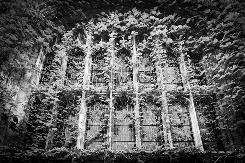 Black and white photo of ivy growing up gothic windows.