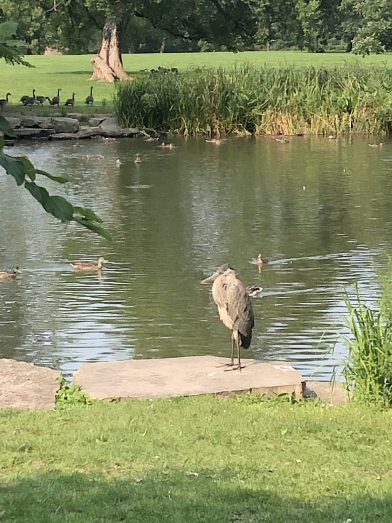 Image of a heron sitting in front of a lake in a park