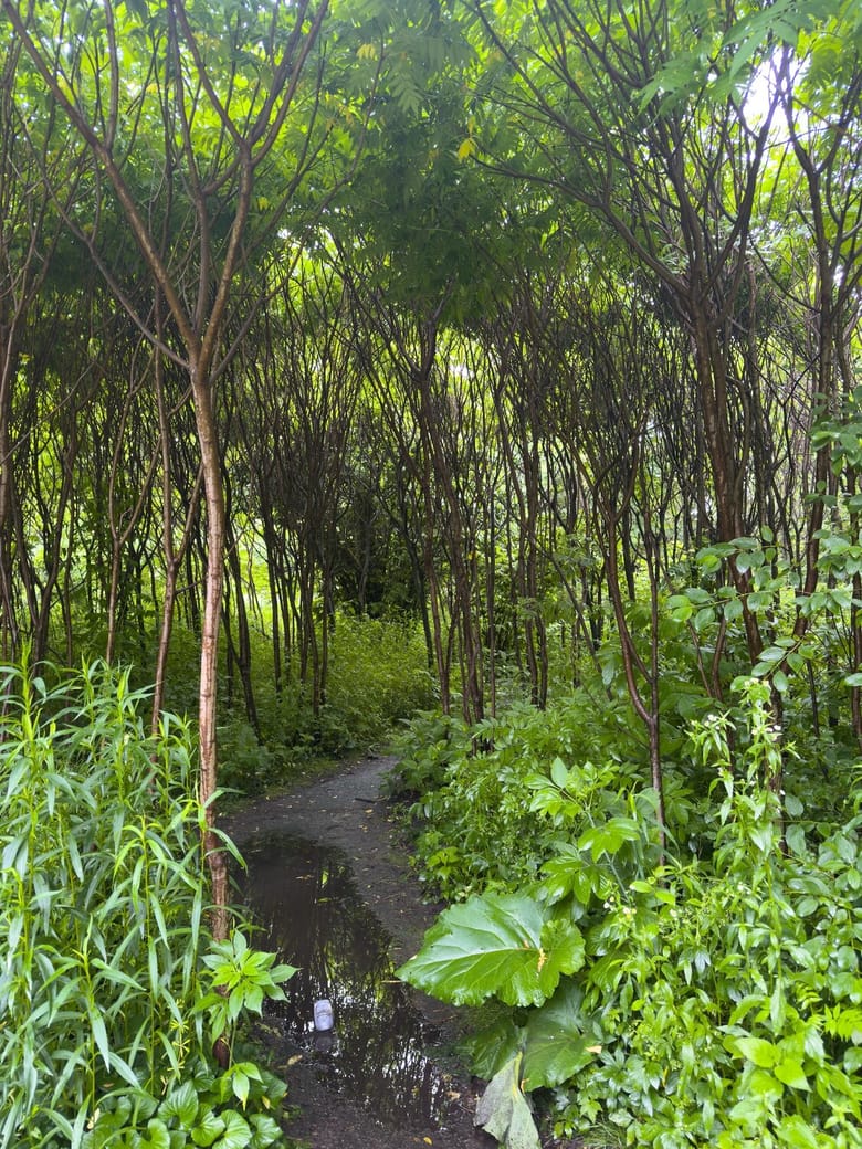 walkway in a green forest.