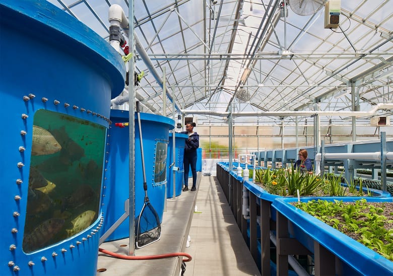 Blue tanks with windows that allow you to see fish inside on the left and raised bed gardens on the right in a glass roof greenhouse. 