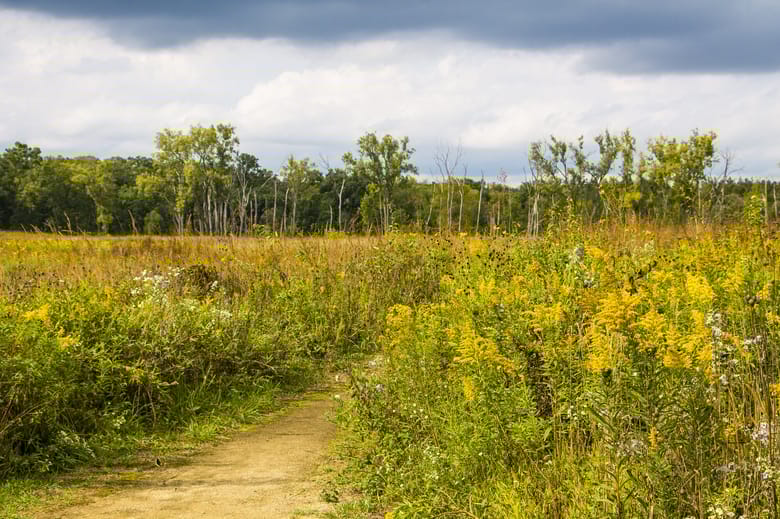 Green field with a path on a gloomy day. 