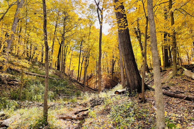 Heavily wooded forest with bright yellow leaves on trees.