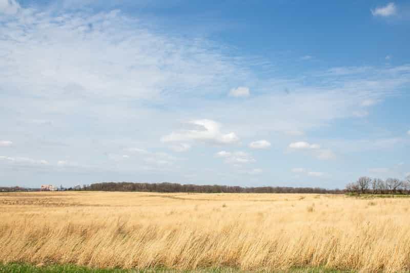 Midewin National Tallgrass Prairie. Photo by Madison Smith