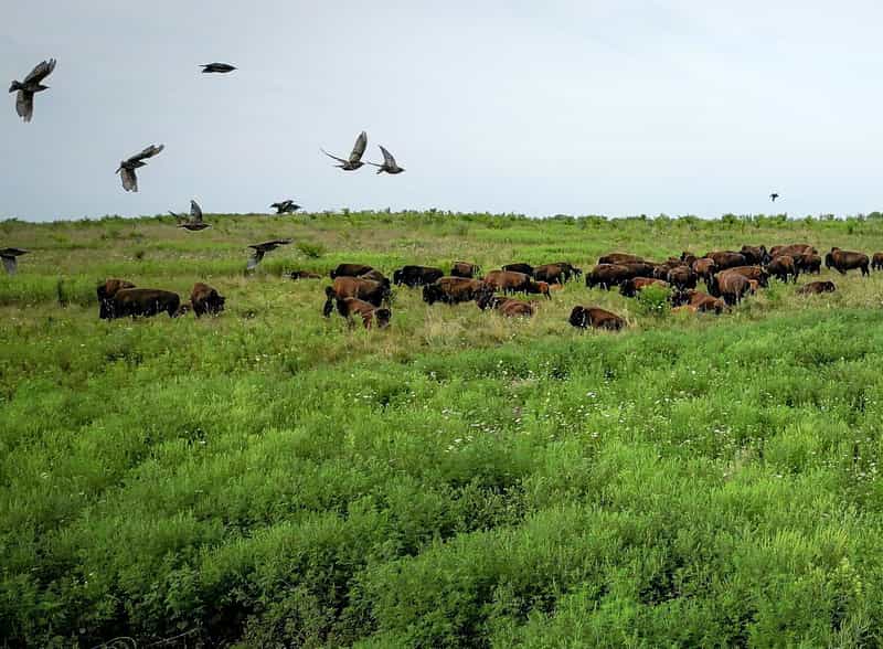 Midewin National Tallgrass Prarie. Photo by Preston Keres, courtesy of USDA Forest Service. 